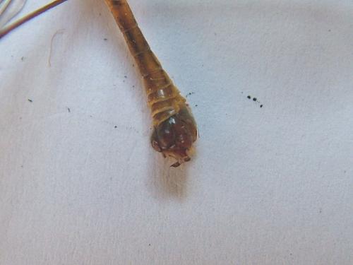 Tipula bezzii